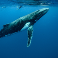 Whale Wallpapers 4K