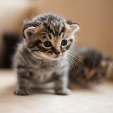 Cute Cat Wallpapers आइकन