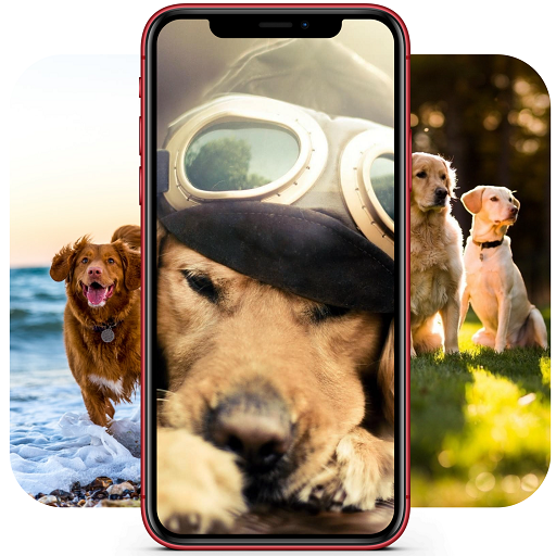 Dog Wallpaper | Dog Background