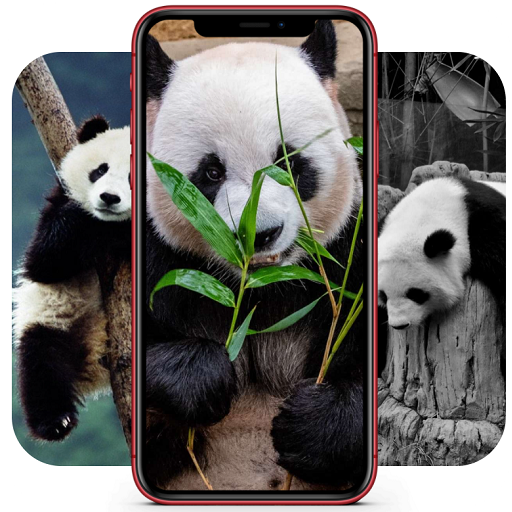 Panda Wallpapers | Cool Panda