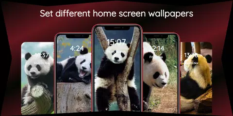 Panda Wallpapers | Cool Panda XAPK download