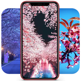 Sakura Wallpaper ícone