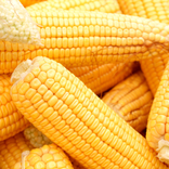 Corn Aesthetic Wallpaper