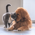 Cat And Dog Wallpaper