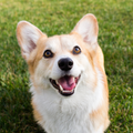 Cute Corgi Wallpaper