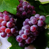 Grape Wallpaper APK