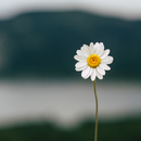 Daisy Aesthetic Wallpaper APK