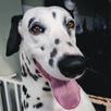 Dalmatian Wallpaper APK