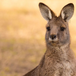Kangaroo Wallpaper
