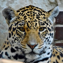 Leopard Lockscreen APK