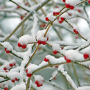 Xmas Wallpaper APK