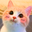 Стикеры для ватсапа кошки APK