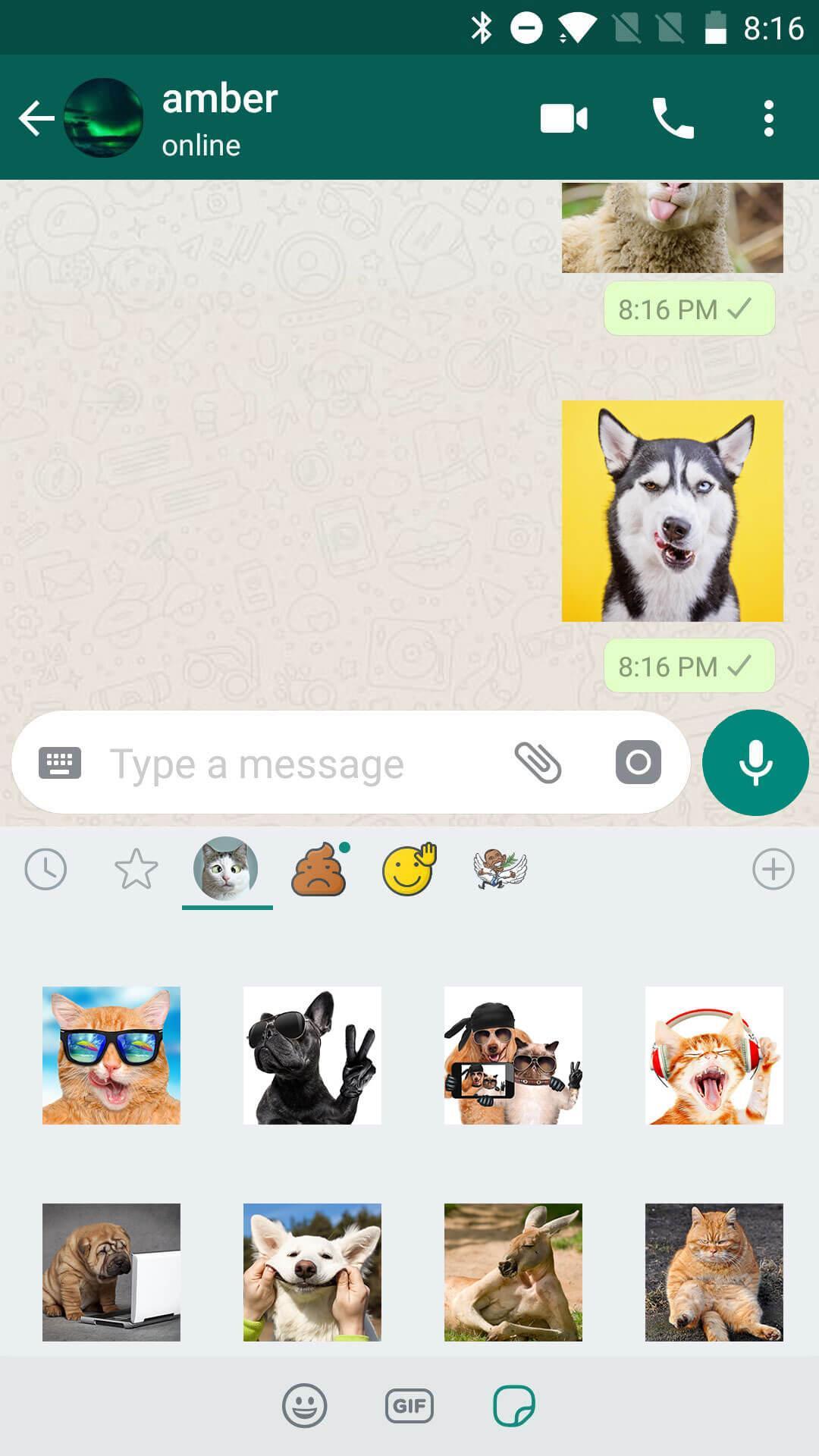 Funny cat sticker whatsapp