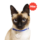 New Funny Cat Memes Stickers WAStickerApps आइकन