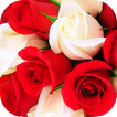 Roses Stickers for WhatsApp