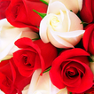 Stickers Rosas para WhatsApp