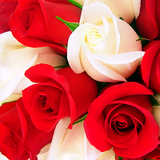 Rosas adesivos para WhatsApp ícone