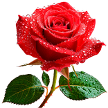 Roses Stickers for WhatsApp