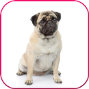 Animal Stickers for Whatsapp - WAStickerApps APK