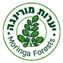 APK יערות מורינגה