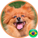 Lulu da Pomerânia APK