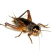 APK Bad Joke Crickets Sound