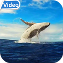 Whale HD Video Live Wallpaper APK