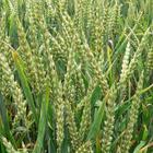 Wheat Farming icône