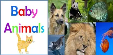 Baby Animals