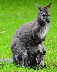 Baby Animals APK download
