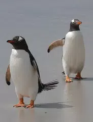 Baby Animals アプリダウンロード