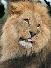 Baby Animals アプリダウンロード