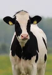 Baby Animals アプリダウンロード