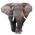 WILD ANIMALS