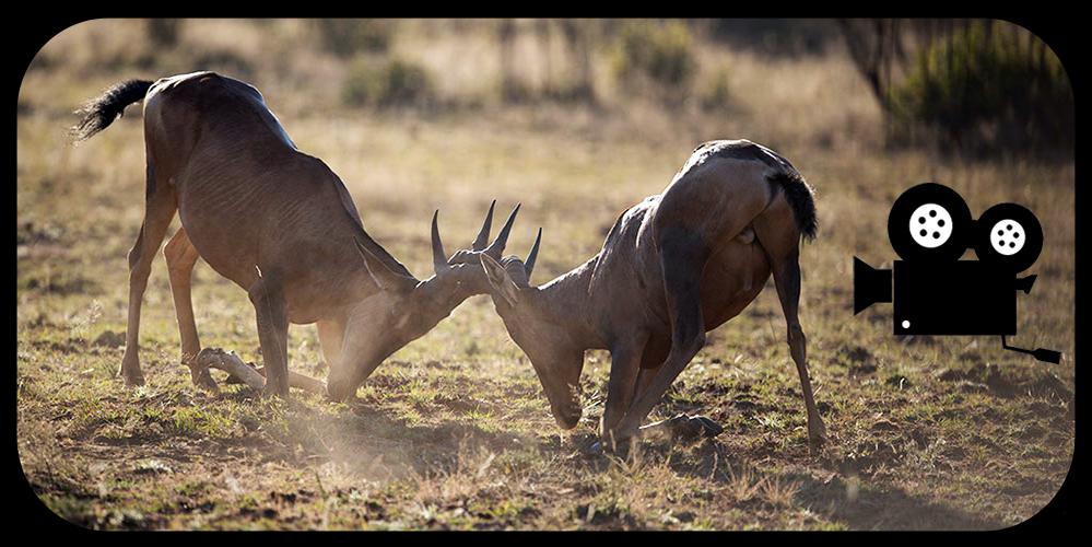 Wild Animals Documentary APK for Android Download