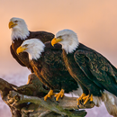 Wild birds documentary online 🦉🦅 APK