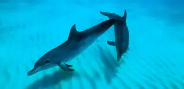 Wild Dolphins Video Wallpaper