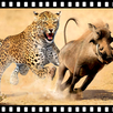 🦁 Animal Documentaries Online  🐅🐯 APK