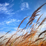Wind Sound Effects icono