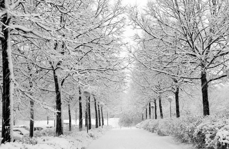 jage Ydmyge købmand Winter Nature HD Wallpaper for Android - APK Download