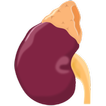 Tasa de filtración glomerular