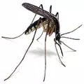 Mosquito Killer