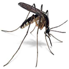 Icona Mosquito Killer