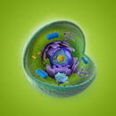 Cell Structure APK