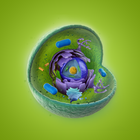 Cell Structure icon