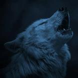 Wolf Wallpapers HD 4K