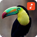 Toucan Bird Sounds APK