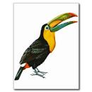 Toucan Bird HD Wallpaper APK