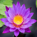 Kumpulan Kata Bijak Sang Buddh APK