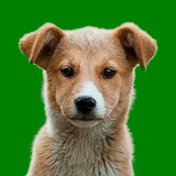 Dog Piano icon
